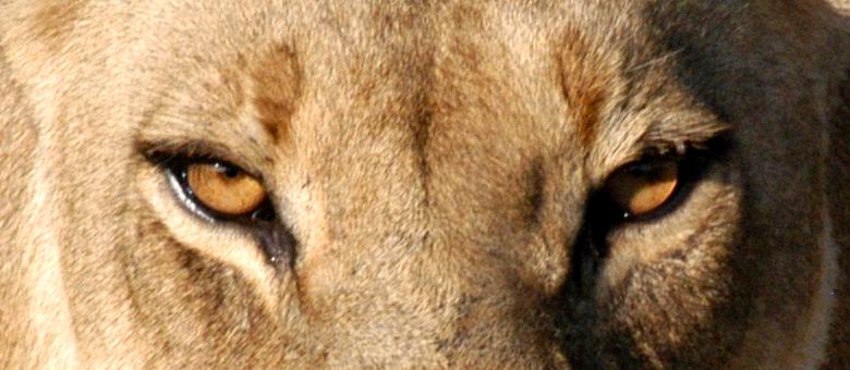 Lion Eyes