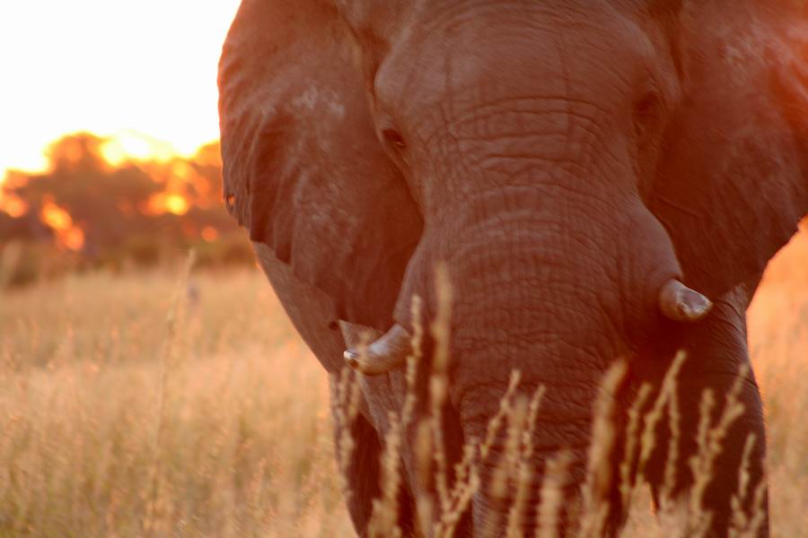 Elephant at sunset