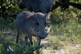 Junior Warthog