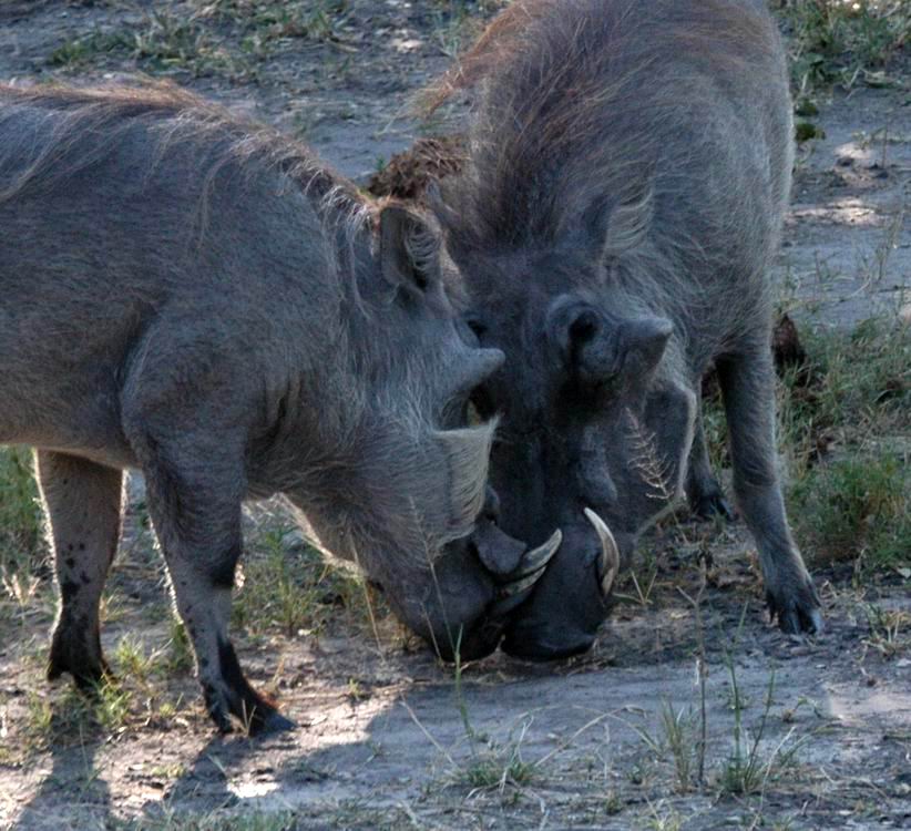 Junior Warthog makes a move on Senior Warthog