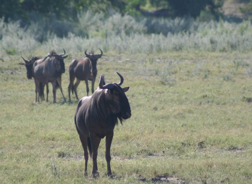 Wildebeest