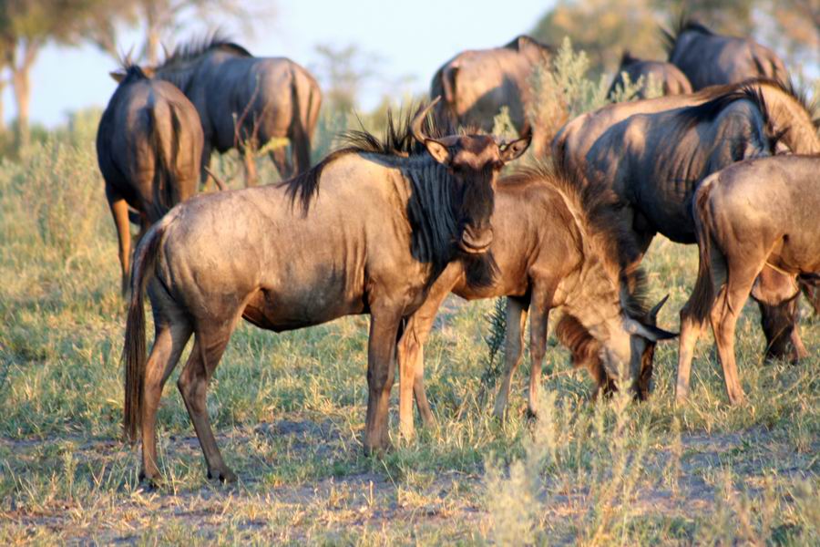 Wildebeest