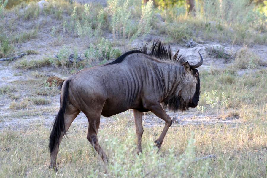 Wildebeest