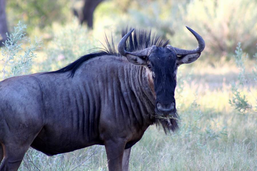 Wildebeest