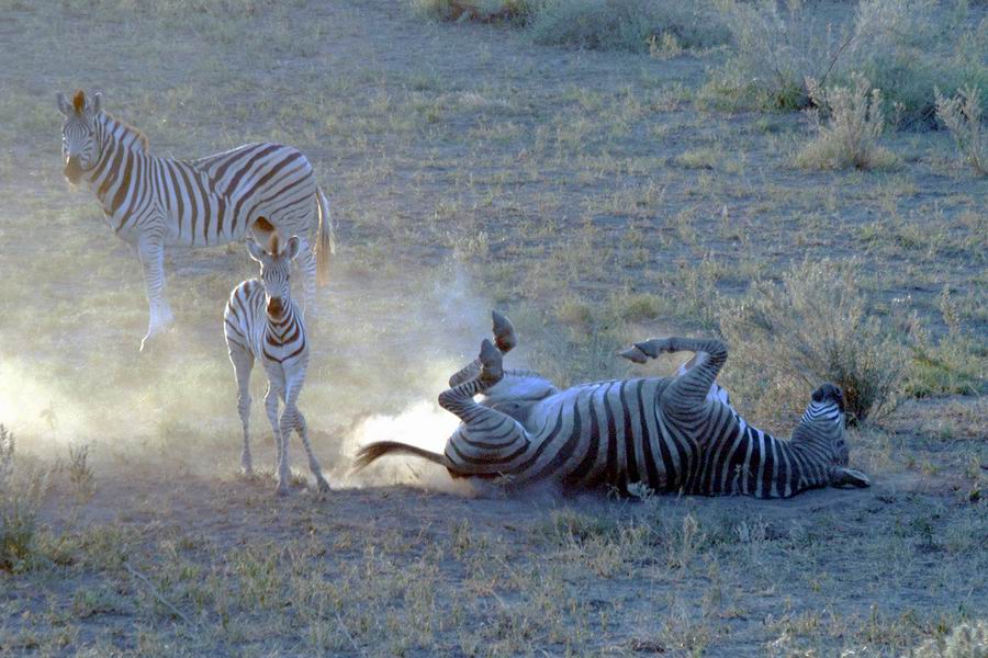 Dust Bath