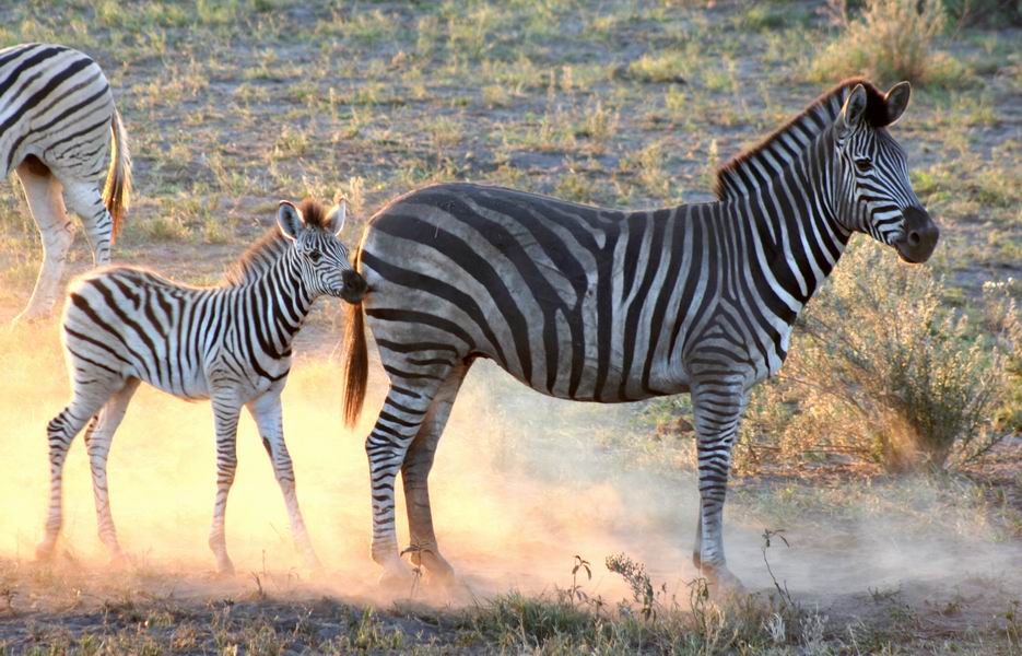 Dust Bath