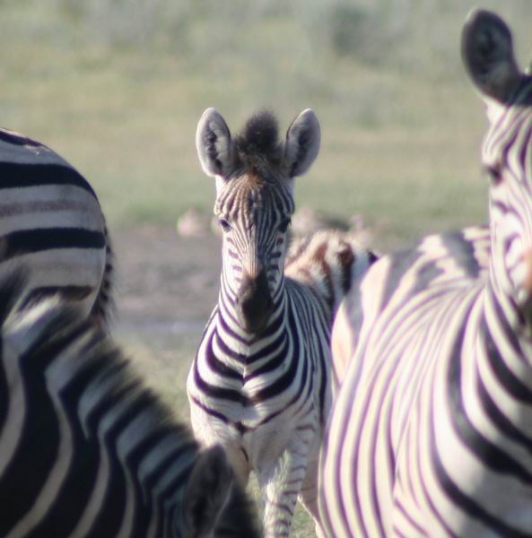 Zebra foal