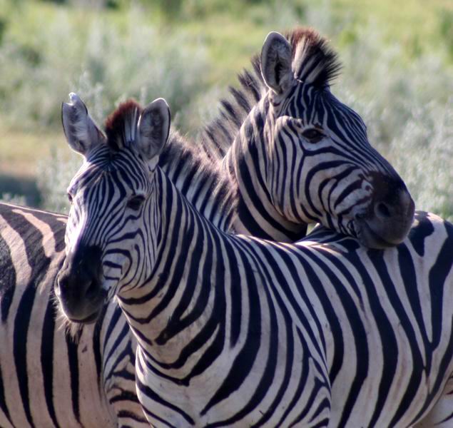 Zebras