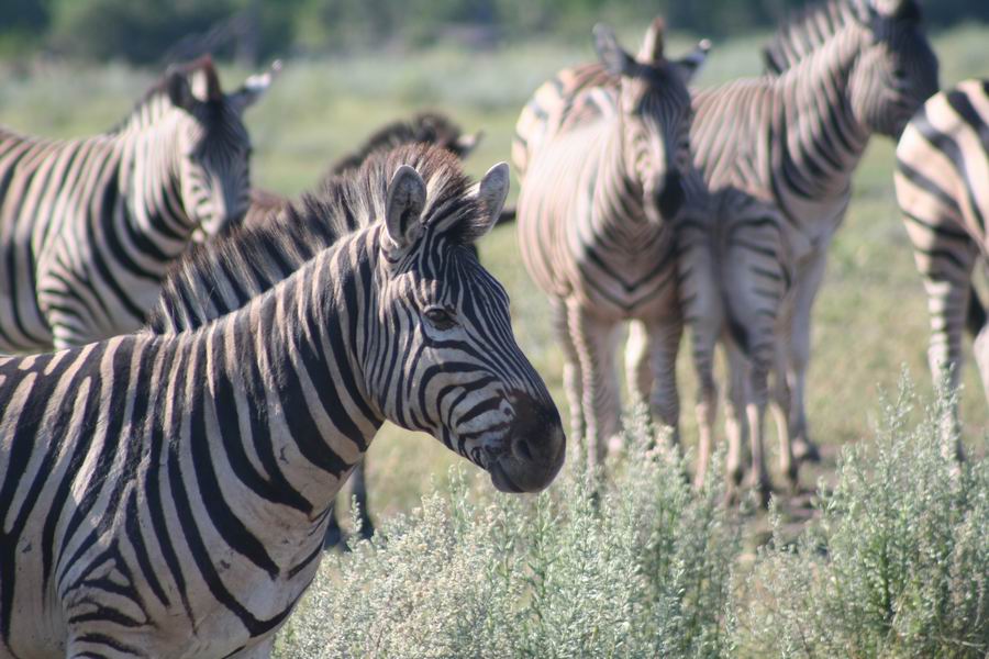 Zebras