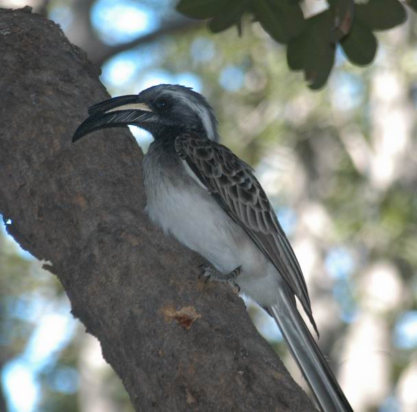 Hornbill