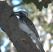 Hornbill