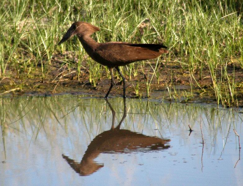 Hammerkop