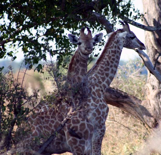 Young giraffes