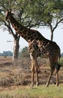 Giraffe