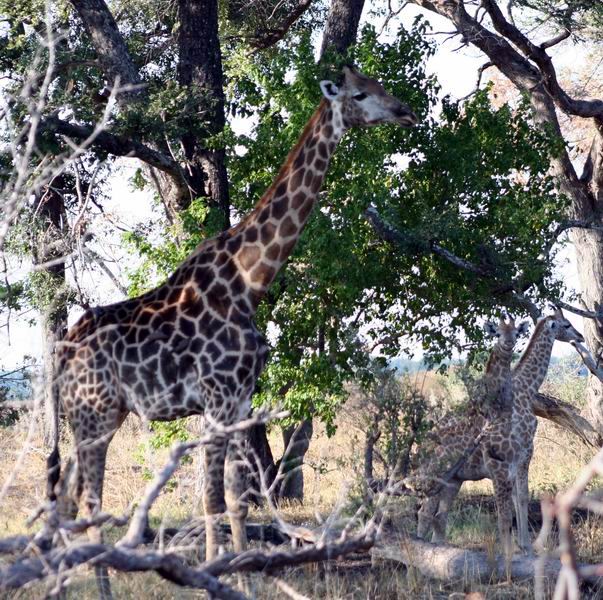 Mother giraffe with two babies on the right