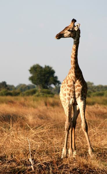 Giraffe