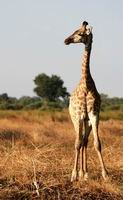 Giraffe