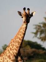 Giraffe