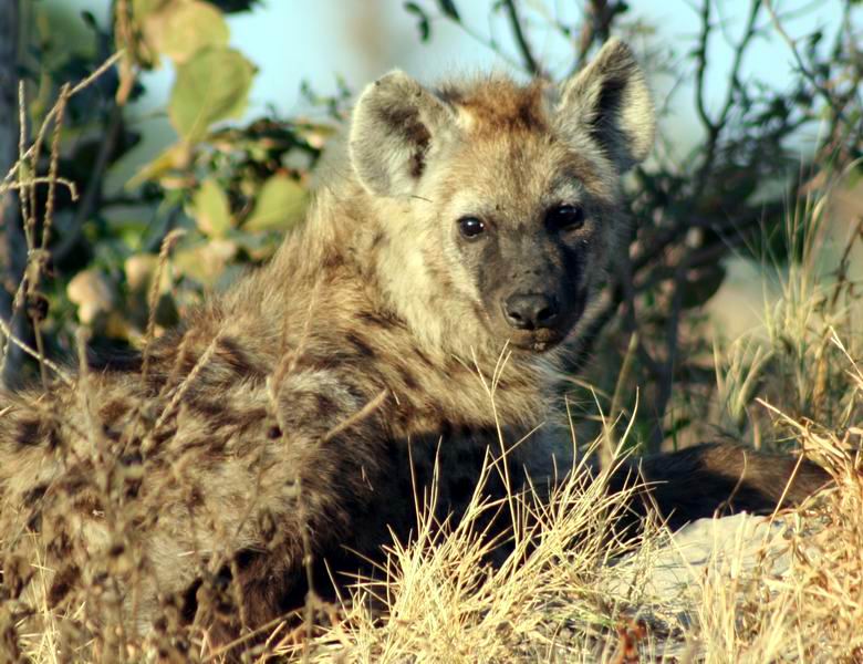 Hyena cub