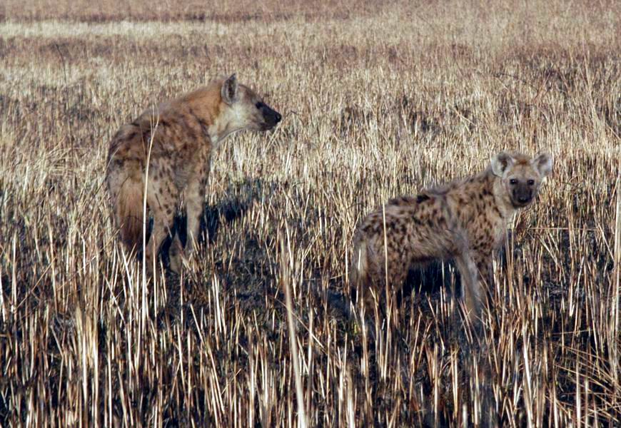 Hyena Mom and Cub