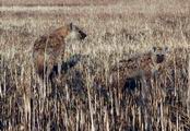 Mom and Cub