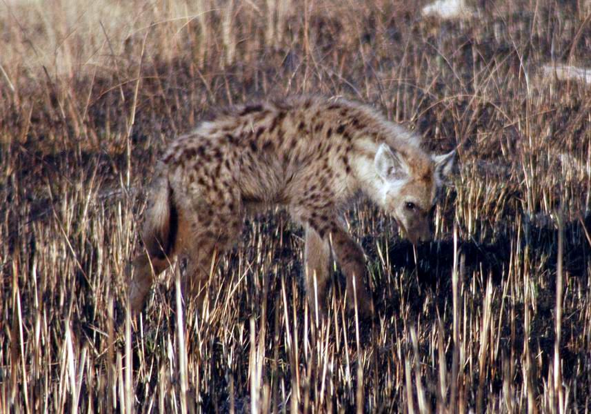 Hyena Cub