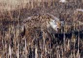 Hyena Cub