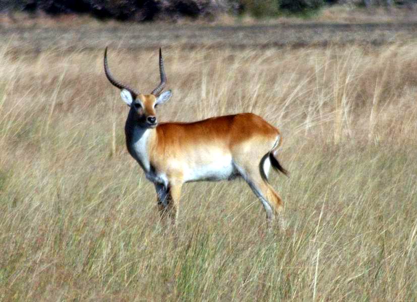 Lechwe Buck