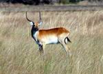 Lechwe Buck