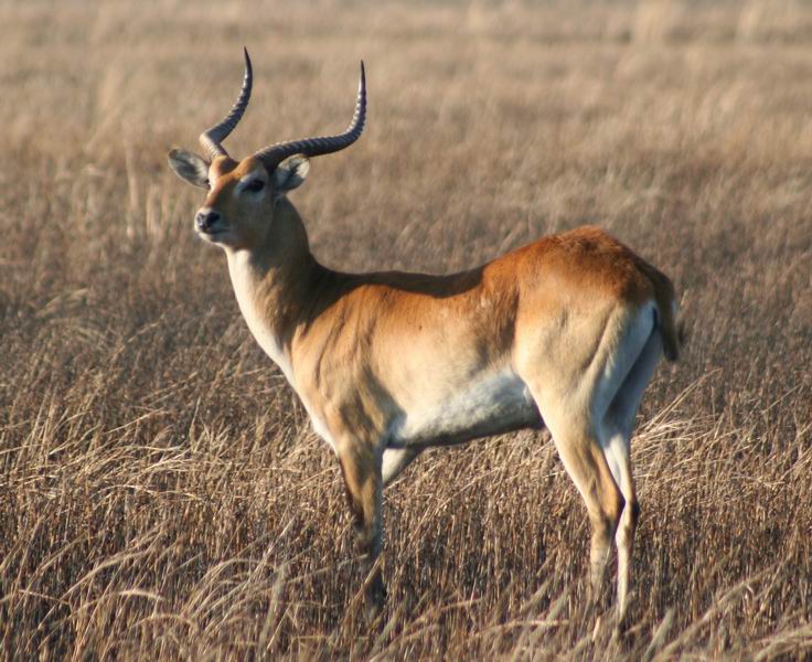 Lechwe Buck