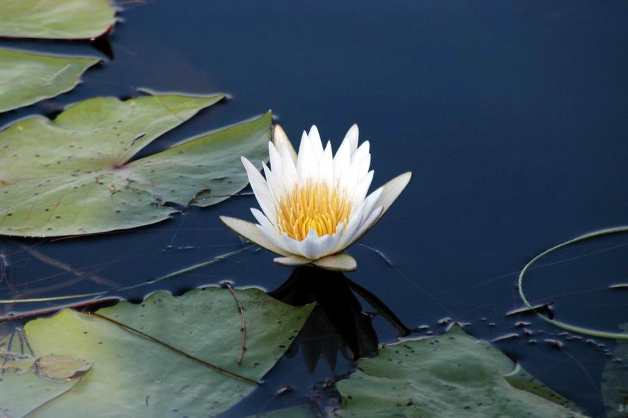 Water lily