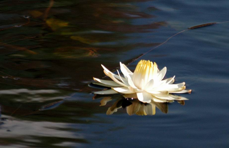 Water lily