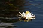 Water lily