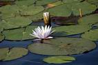 Water lilies