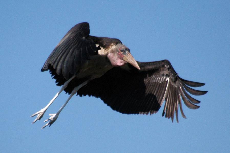 Marabou Stork