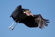 Marabou Stork in flight