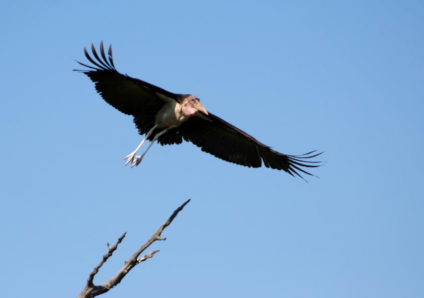 Marabou Stork