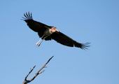 Marabou Stork in flight