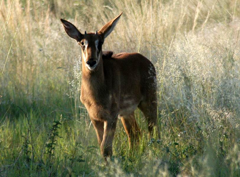 Sable Calf