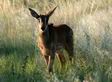 Sable calf