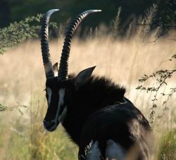 Sable buck