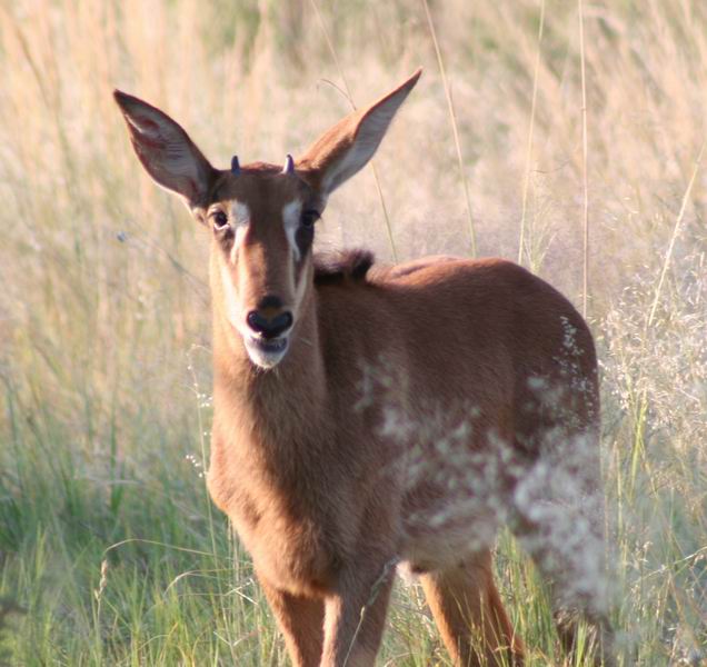 Sable Calf