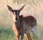 Sable calf