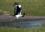 Saddlebilled Stork