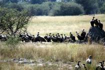 Vultures hanging around