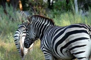 Zebra