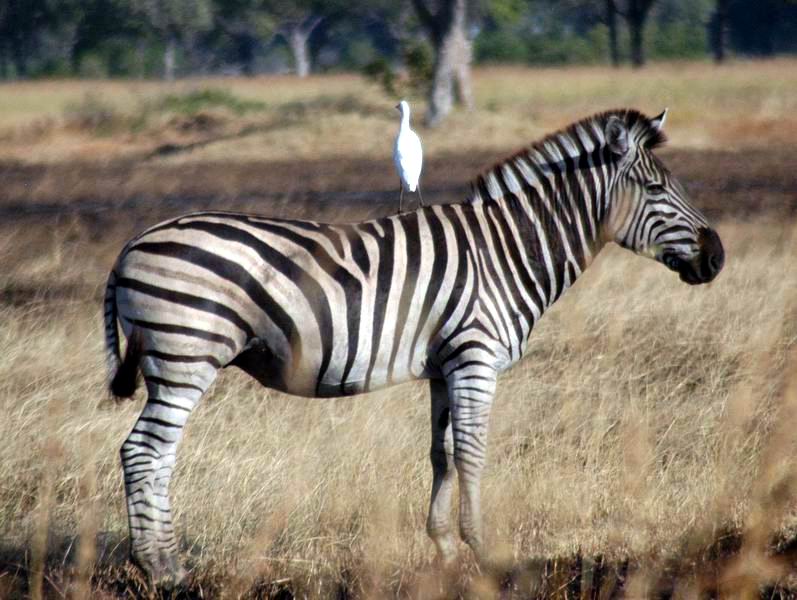 Zebra