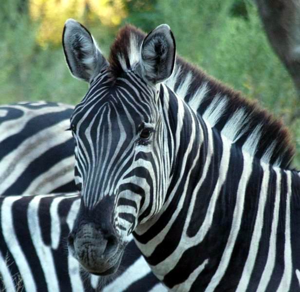 Zebra