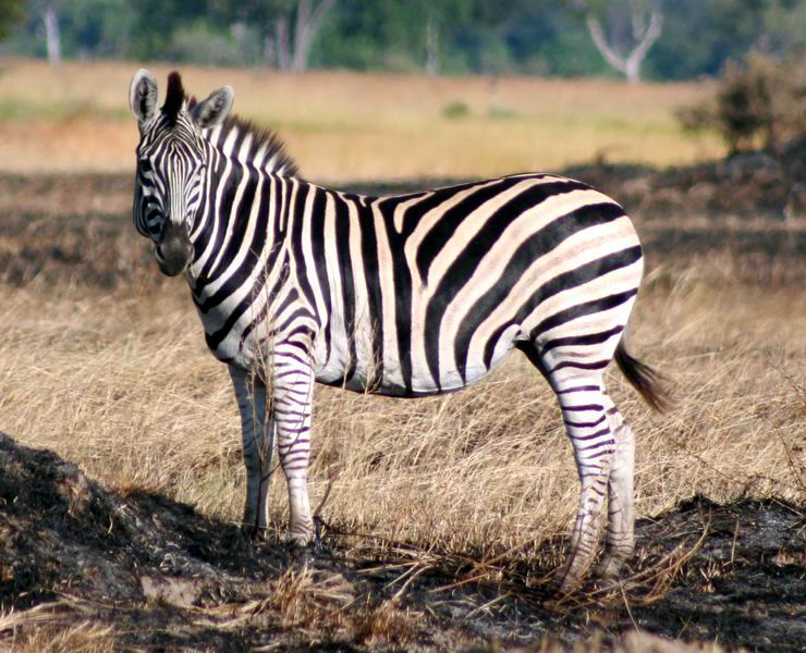 Zebra