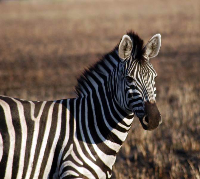 Zebra